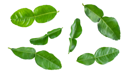 Group of Green Bergamot leaf  isolated on transparent background, Lime leaf, Lemon leaf, leaves,PNG File