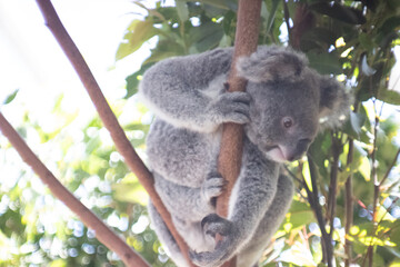 koala in tree © 龍之介 上竹