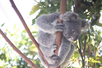 Foto op Plexiglas koala in tree © 龍之介 上竹