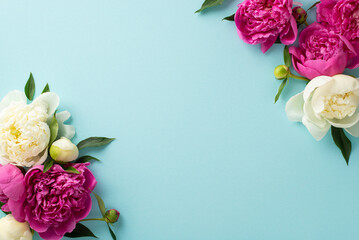 Beautiful peonies concept. Top view photo of pink and white peonies, buds and petals on isolated light blue background with copyspace - obrazy, fototapety, plakaty