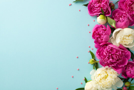 Beautiful peonies concept. Above view photo of magenta and white peony flowers, buds and petals with confetti hearts on isolated light blue background with copy-space