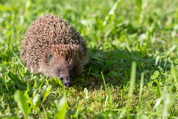 Little cute hedgehog in the garden in the green grass