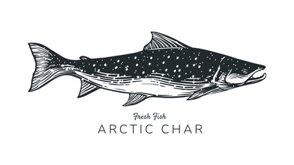 drawing of arctic char or charr fish, salmon for illustration, print, logo, label of fish products, food, fishing, nature or etc © doooz