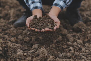 Organic farm ,Worker testing and collect environment data from bok choy organic vegetable at greenhouse farm garden.