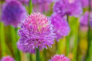 Field of Chives