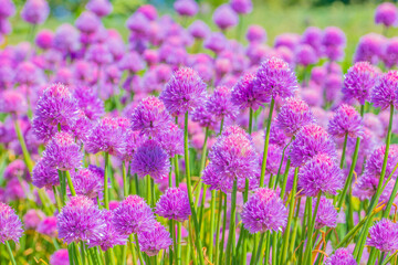Fototapeta premium Field of Chives