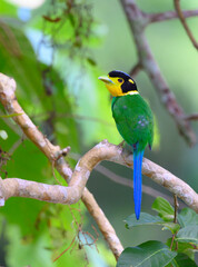 Long-tailed Broadbill (Psarisomus dalhousiae) perched on tree branches , Khao Yai  National Park , Thailand