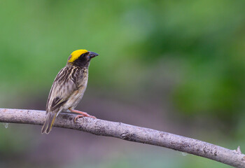 Streaked Weaver ( Ploceus manyar ) perched on dry tree branch in the meadow