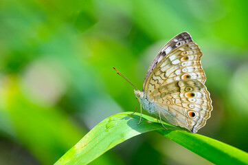    Grey Pansy ( Junonia atlites )  perched on green leaf close up,thailand