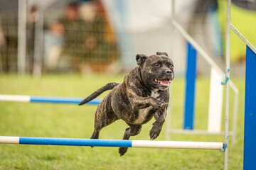 pitbull dog does agility