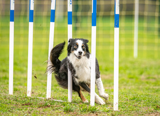 cute dog does agility