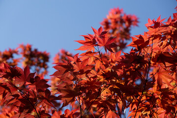 Beautiful, bright, red Japanese Momiji maple tree leaves in autumn in front of blue sky without clouds
