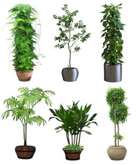 Beautiful tree on a white background. beautiful trees in pots. a.(35)