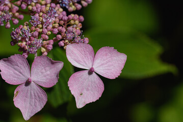 Verbania, Italy. Verbania, Italy. Hydrangea plant with buds still closed and some pink flowers, in the park of the botanical garden of Villa Taranto in Verbania, Piedmont, Italy.