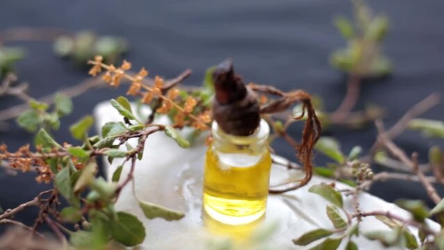 Basil or tulsi essence in a tiny vial along with raw Ocimum basilicum leaves beside it on a wooden surface, raw basil leaves dolly shot in HD.
