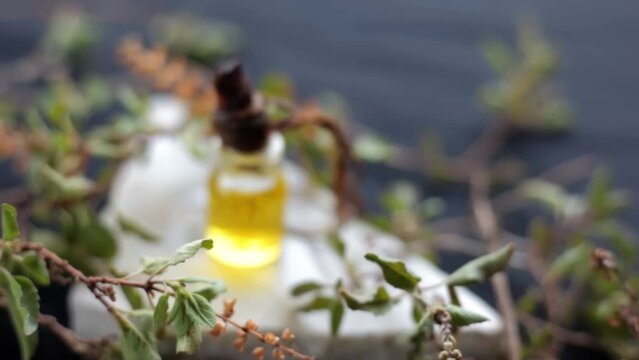Basil or tulsi essence in a tiny vial along with raw Ocimum basilicum leaves beside it on a wooden surface, raw basil leaves dolly shot in HD.
