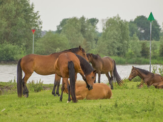 Pferde an der Ijssel in dne Niederlanden