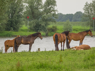 Fototapeta premium Pferde an der Ijssel in dne Niederlanden