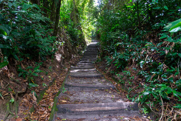 Road covered with green and leafy trees that goes up the mountain.