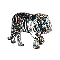 Color sketch of a striped tiger with transparent background