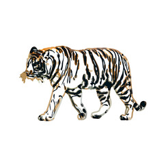 Color sketch of a striped tiger with transparent background