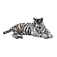 Color sketch of a striped tiger with transparent background