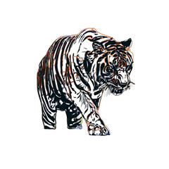 Color sketch of a striped tiger with transparent background