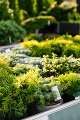Fototapeta na wymiar various dwarf conifer plants sold in a garden center