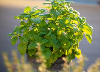 lemon balm (melissa) and thyme herb in flowerpot on balcony, urban container garden concept