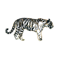 Color sketch of a striped tiger with transparent background