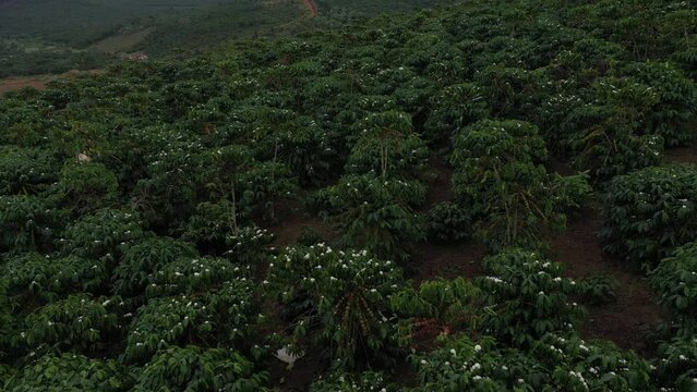 Coffee fields in Bao Loc, Lam Dong, in the Central Highlands region of Vietnam. Lam Dong has been dubbed 'Kingdom of Coffee',earning Vietnam second place among the world's top coffee exporters.