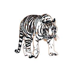 Color sketch of a striped tiger with transparent background