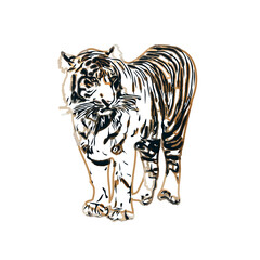 Color sketch of a striped tiger with transparent background