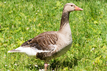 Closeup of a goose in meadow
