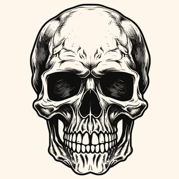 Human skull, black and white drawing elegant style