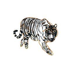 Color sketch of a striped tiger with transparent background
