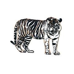 Color sketch of a striped tiger with transparent background
