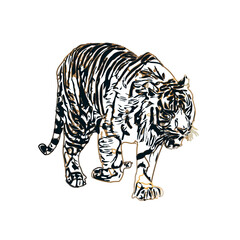 Color sketch of a striped tiger with transparent background