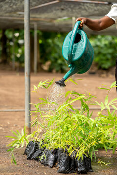 close up image of hand with a watering can- water flowing unto a seedlings- irrigation concept 