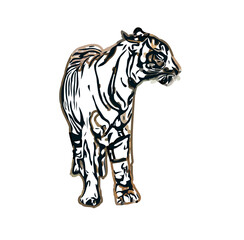 Color sketch of a striped tiger with transparent background