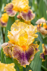 Fototapeta premium Iris Delirium flower cultivated in a garden