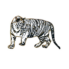 Color sketch of a striped tiger with transparent background