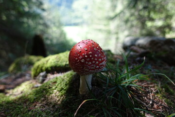 Red mushroom with flowing spots in the forest