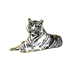 Color sketch of a striped tiger with transparent background