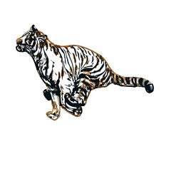 Color sketch of a striped tiger with transparent background