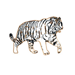 Color sketch of a striped tiger with transparent background
