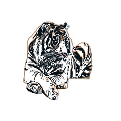 Color sketch of a striped tiger with transparent background