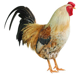 Male of rooster, PNG, isolated on white background