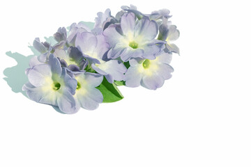 Flower arrangement of fresh blue inflorescences on a white isolated background.Design element. - obrazy, fototapety, plakaty