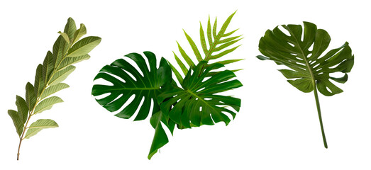 Plant leaves Green nature Tropical forest isolated on transparent background - png	